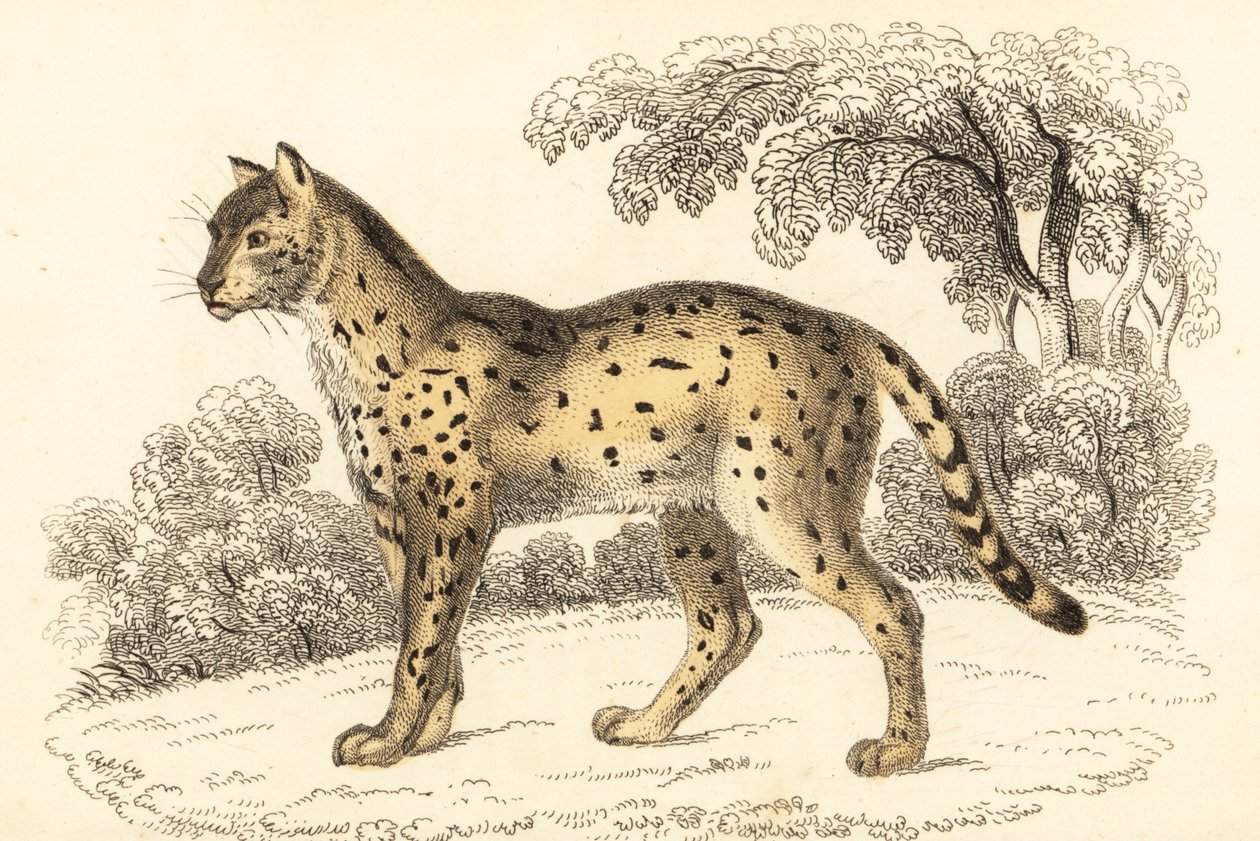 Serval, Leptailurus serval, 1834 (engraving) by William Alexander Forbes