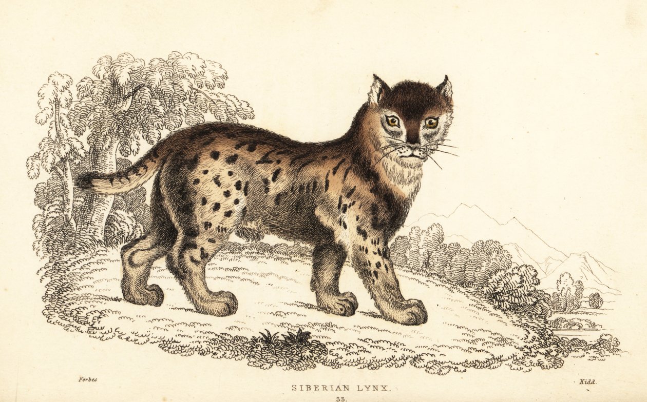 Siberian lynx, Lynx lynx wrangeli (Felis lynx), 1834 (engraving) by William Alexander Forbes