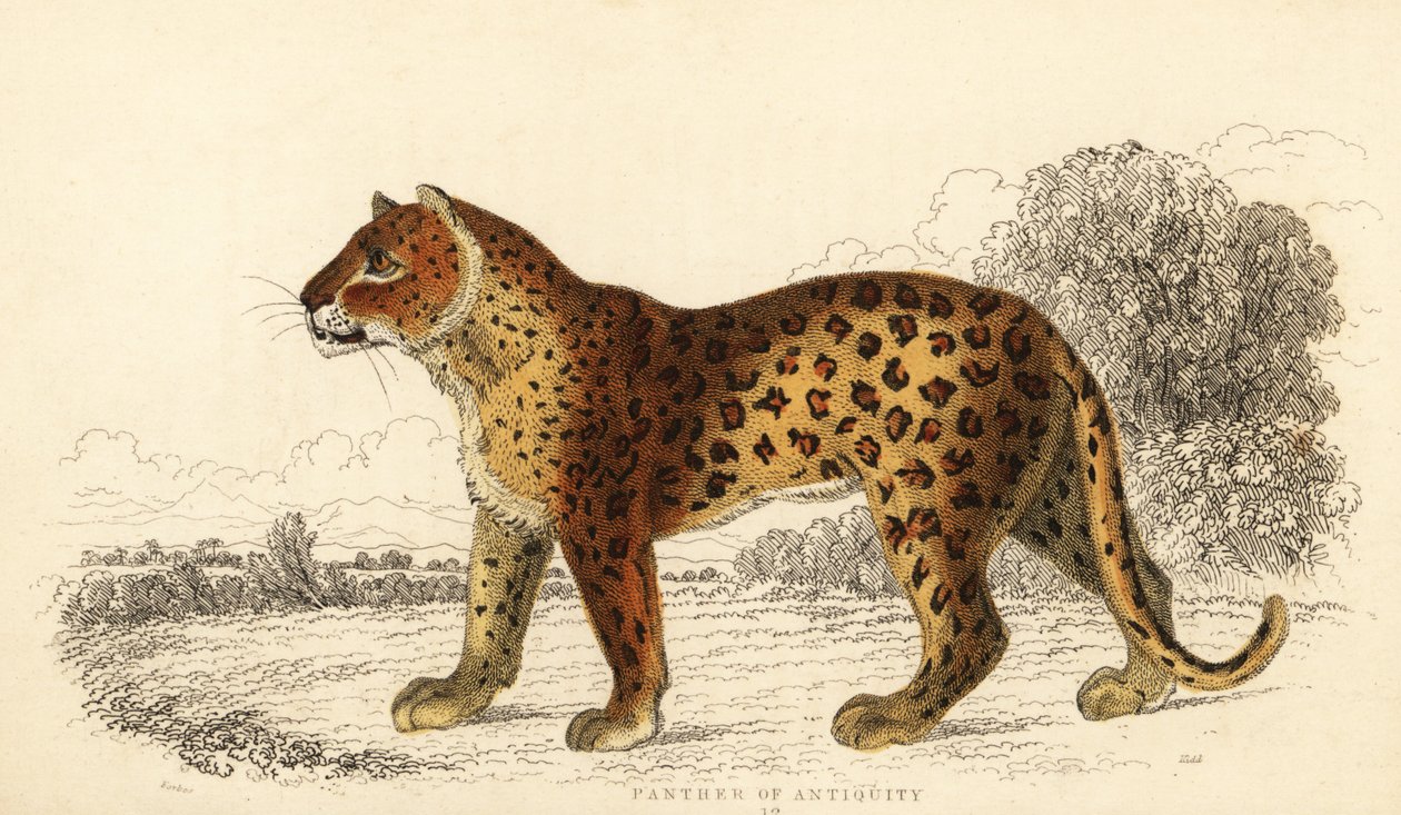 The Panther of Antiquity, 1834 (engraving) by William Alexander Forbes