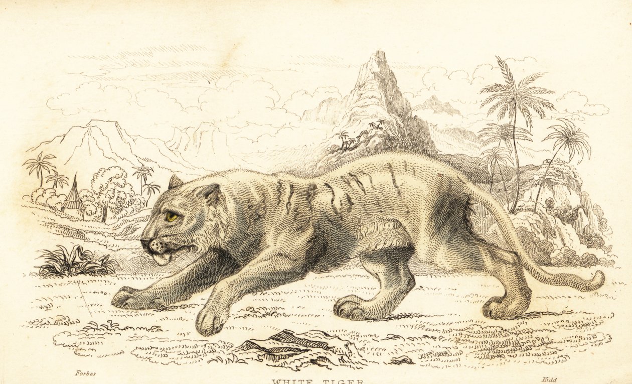 White tiger, Panthera tigris tigris, endangered, 1834 (engraving) by William Alexander Forbes