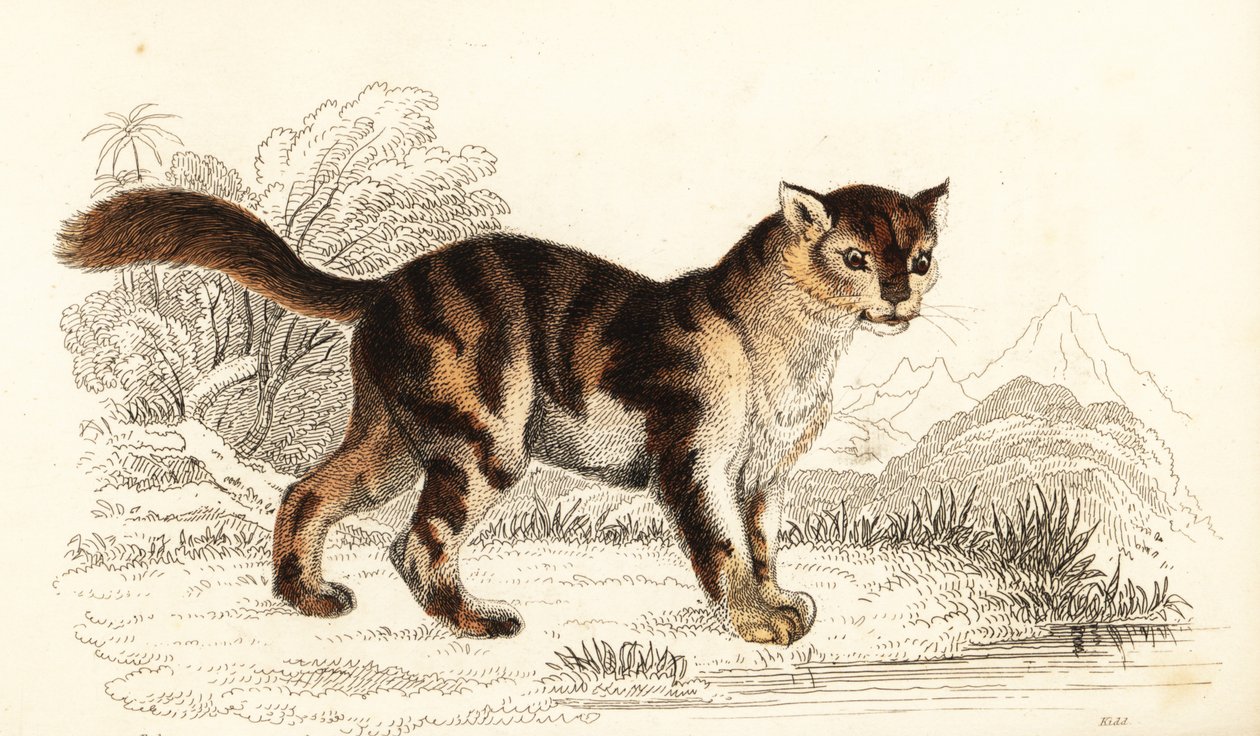 Wild tortoiseshell cat from South America, Felis catus, 1834 (engraving) by William Alexander Forbes