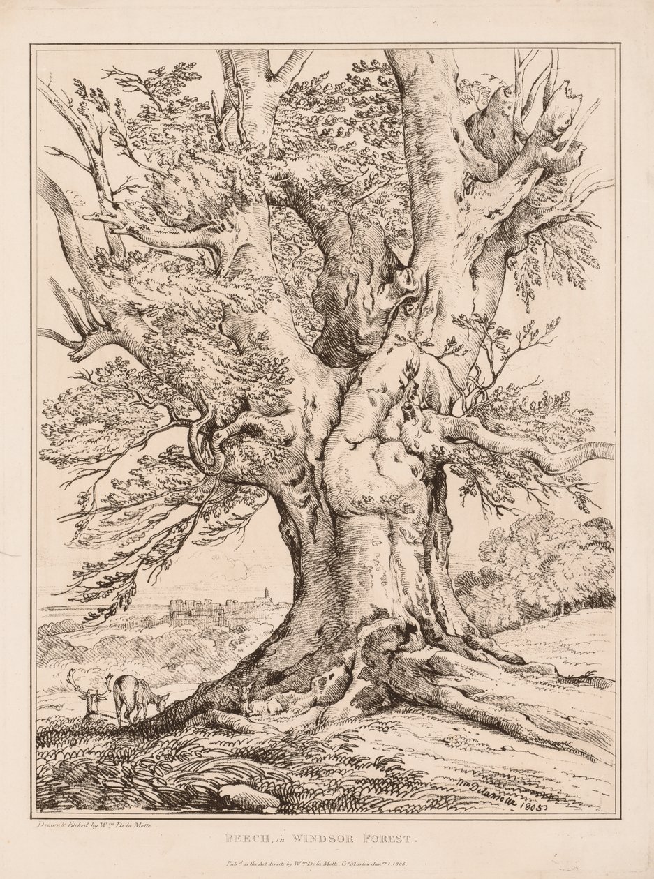 Beech in Windsor Forest by William Alfred Delamotte
