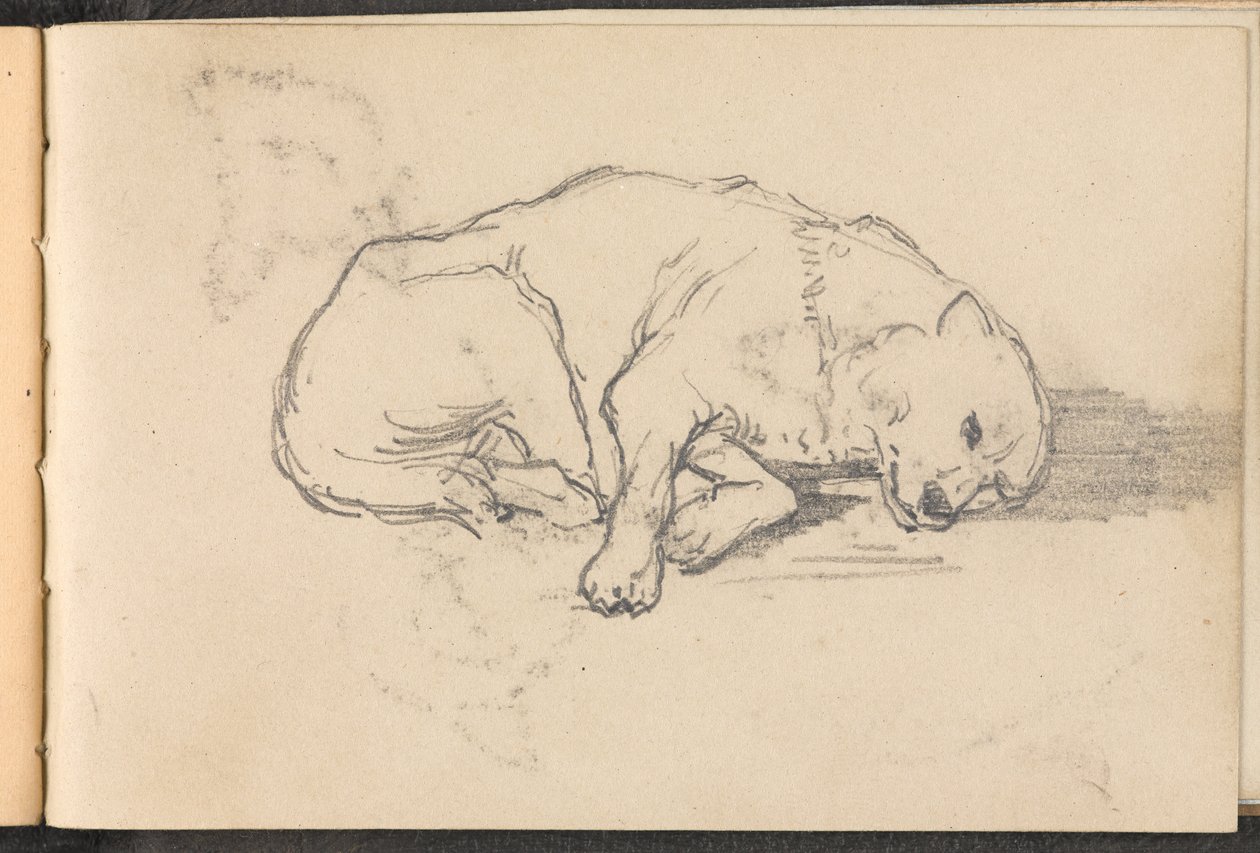 Sketch of a Sleeping Dog by William Barnes Wollen