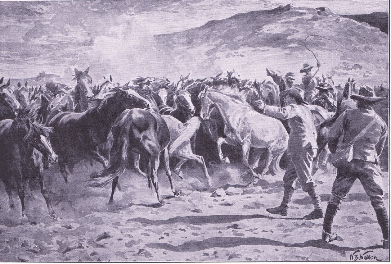 The capture of the horses in the Brandwater district near Fouriesburg: rounding up the drove (illustration from After Pretoria: The Guerilla War, 1902) by William Barnes Wollen