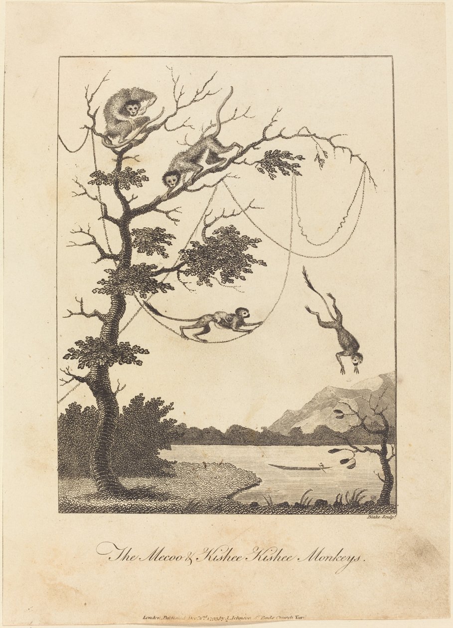 The Mecoo & Kisbee Kishee Monkeys by William Blake