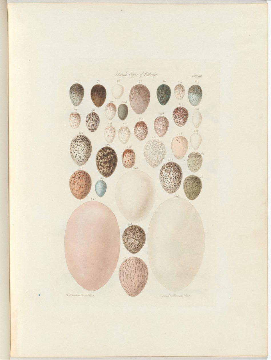 Birds eggs of Victoria. the unpublished folio Australia Terra Cognita by William Blandowski. 1855-56 by William Blandowski