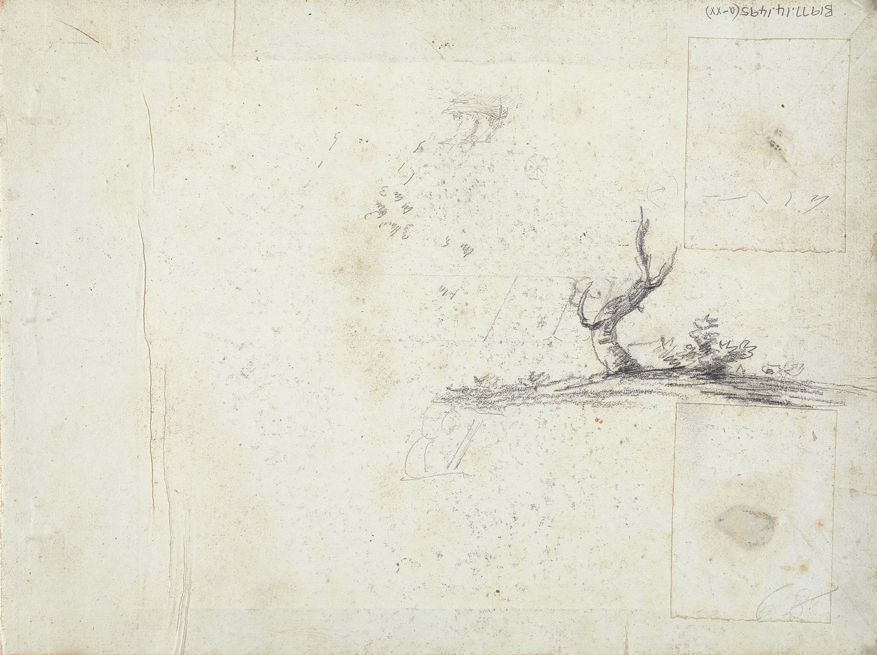 Sketch of a Tree (inverted) by William Brockedon