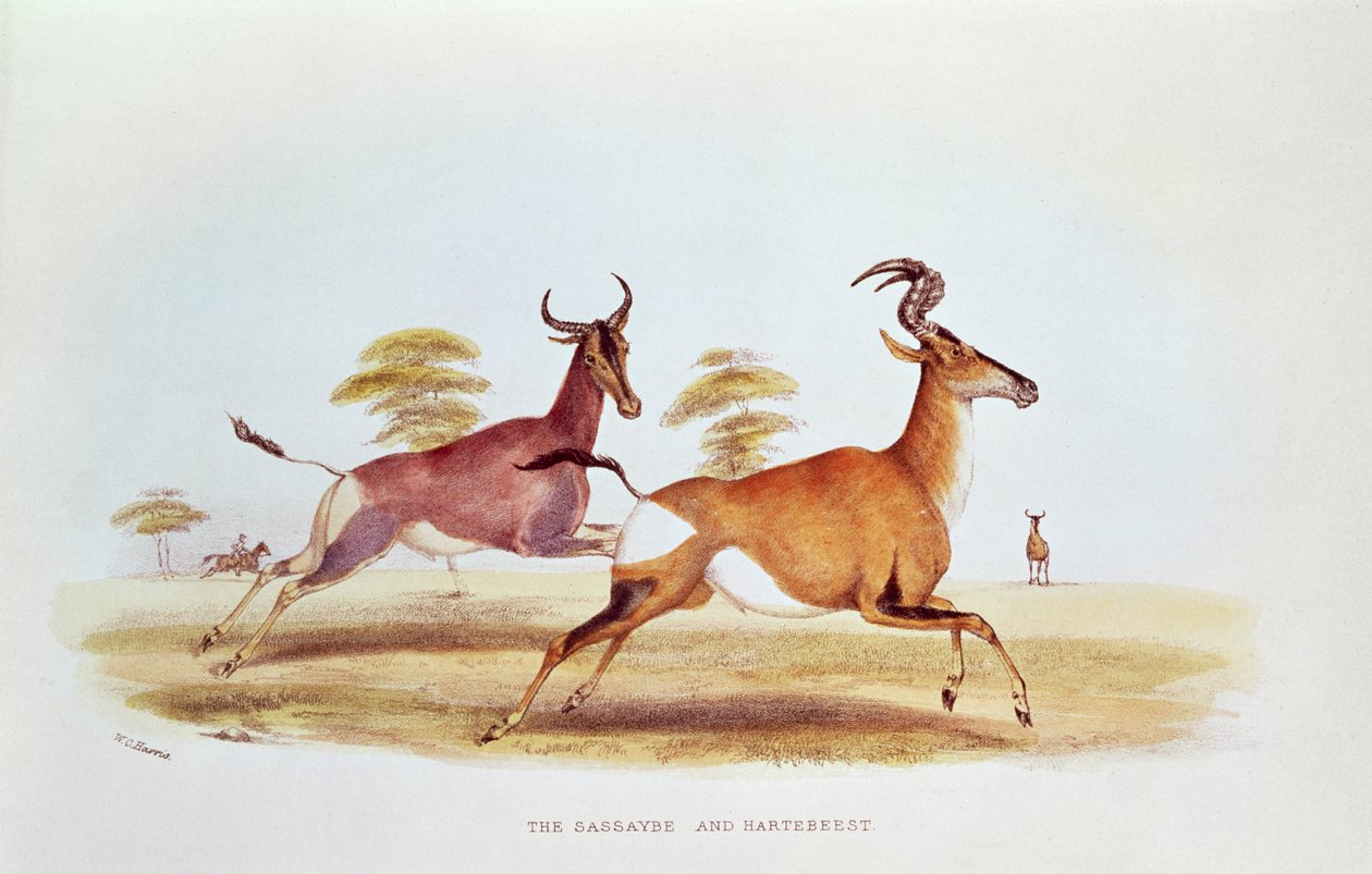 The Sassaybe and the Hartebeest, illustration from 
