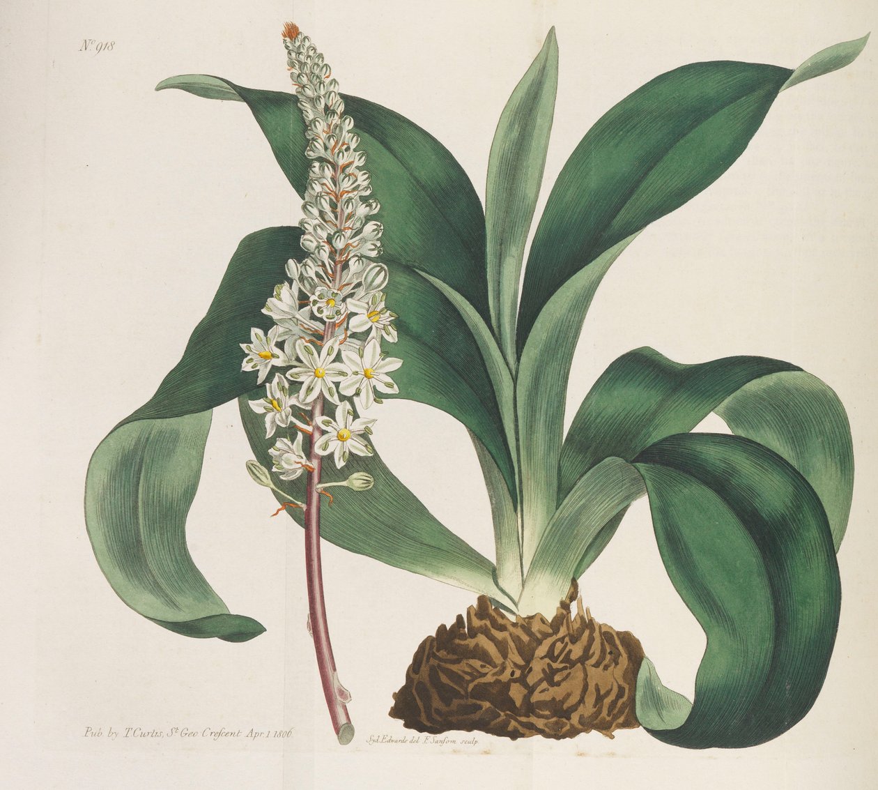 Botanical Magazine by William Curtis