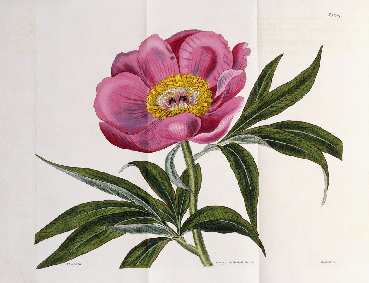 Illustration, Number 2264, from The Botanical Magazine by William Curtis