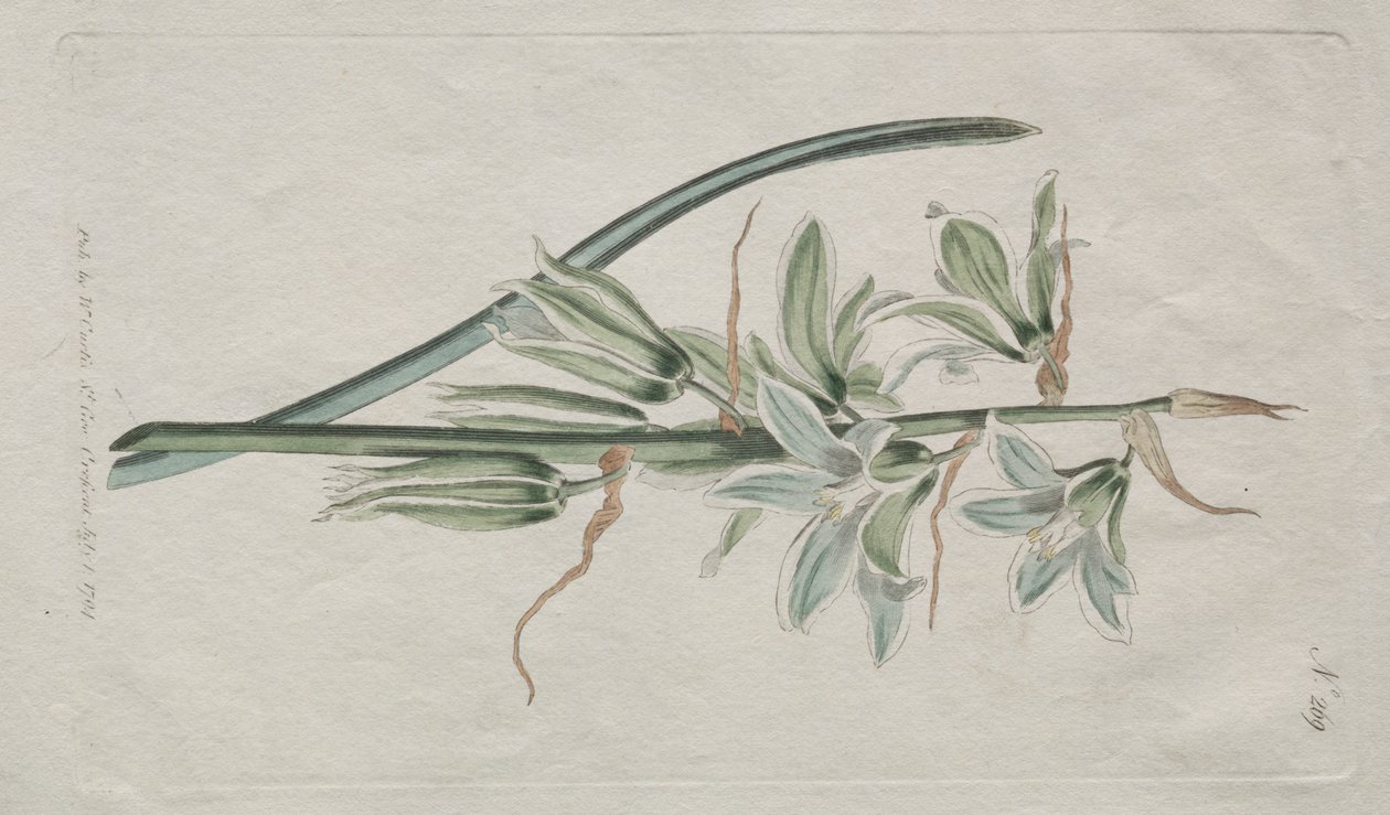 The Botanical Magazine or Flower Garden Displayed: Star of Bethlehem by William Curtis