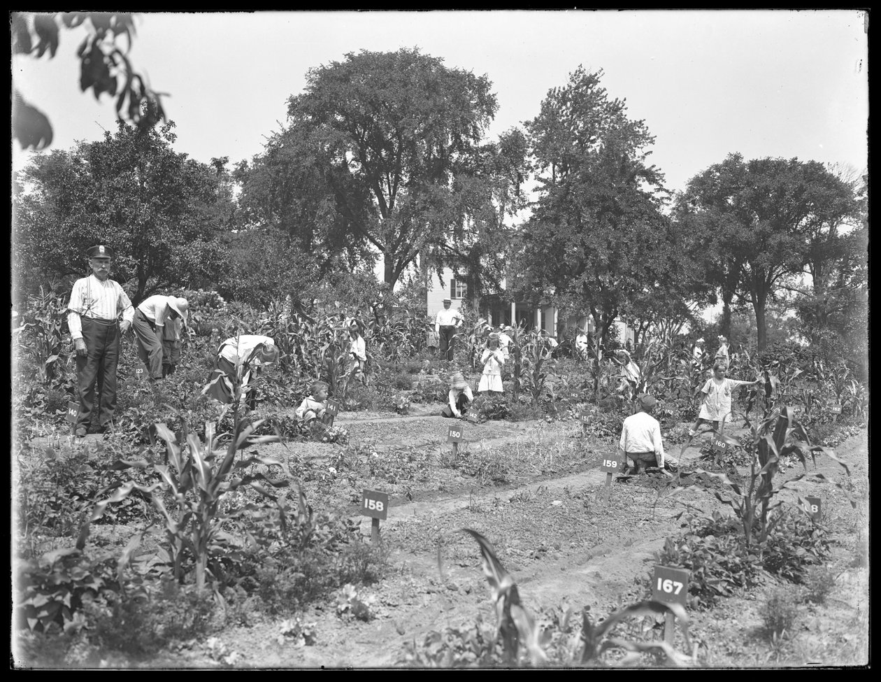 Children Working in the Isham Park School Garden, New York City, August 16, 1915 by William Davis Hassler