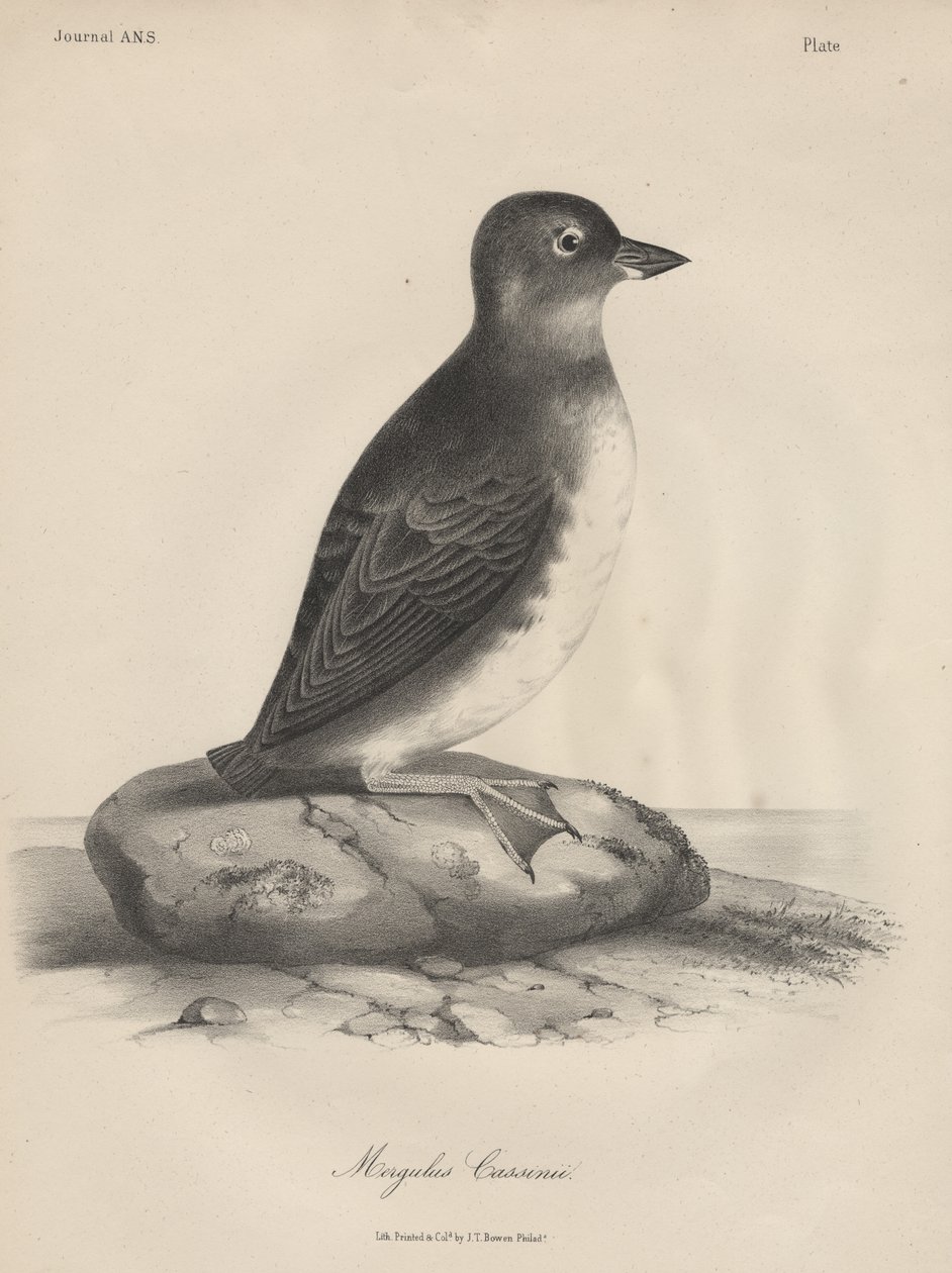 Megalus Cassinii, litho by J.T. Bowen, 1850 by William E. Hitchcock