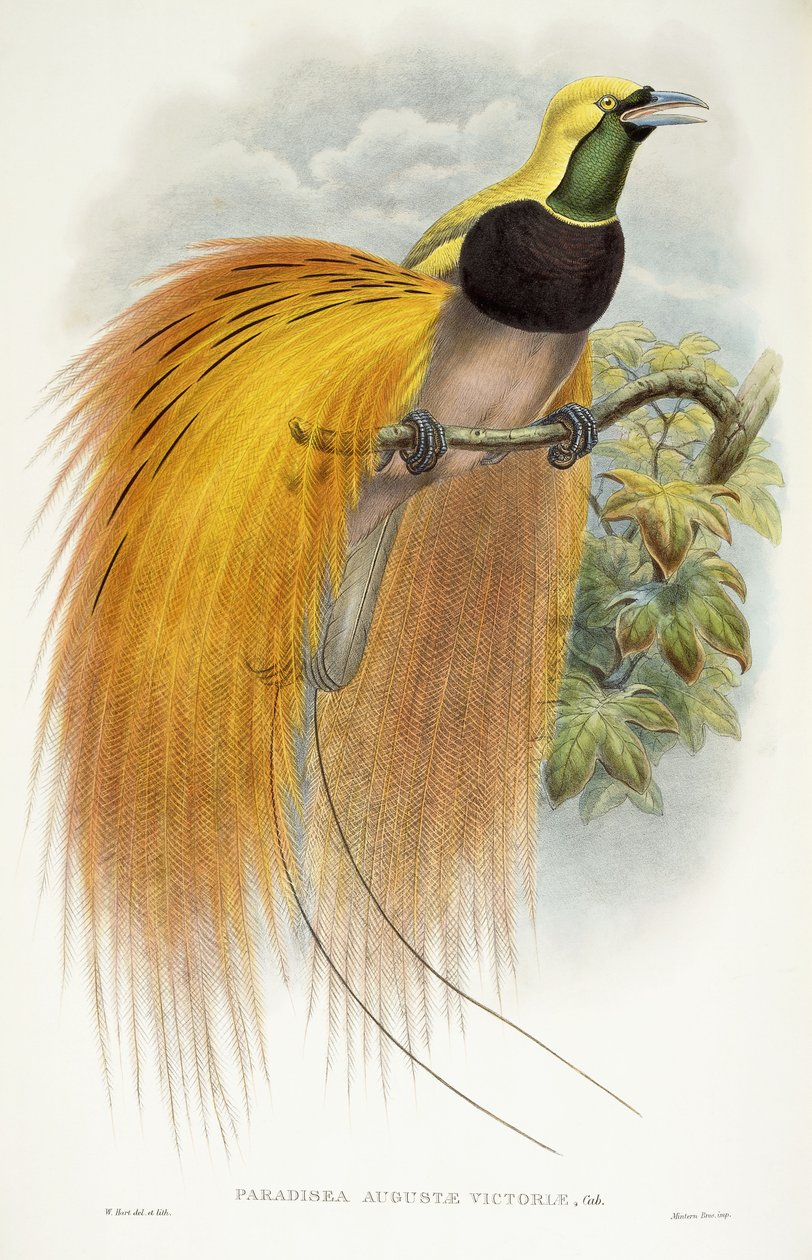 Paradisea Augustae Victoriae, 1891-1898 by William Hart