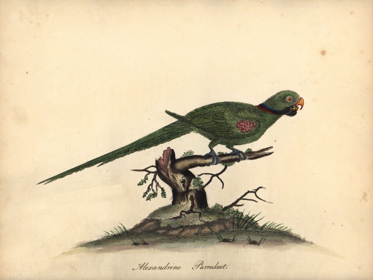 Alexandrine parakeet, Psittacula eupatria (Psittacus alexandri) by William Hayes