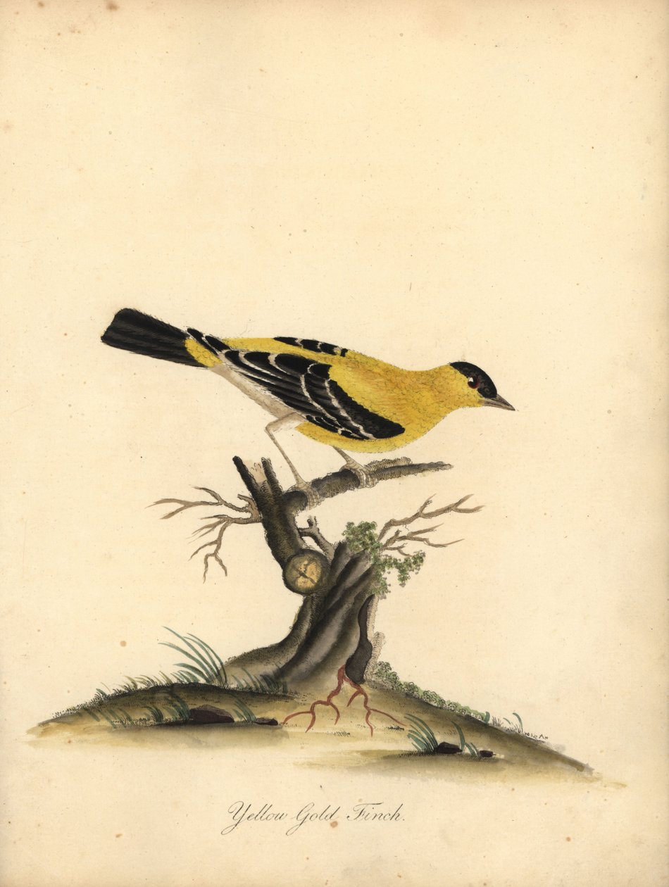 American Goldfinch, Carduelis Tristis. Handcoloured Copperplate Engraving of an Illustration by William Hayes from Portraits of Rare and Curious Birds from the Menagery of Osterly Park by William Hayes