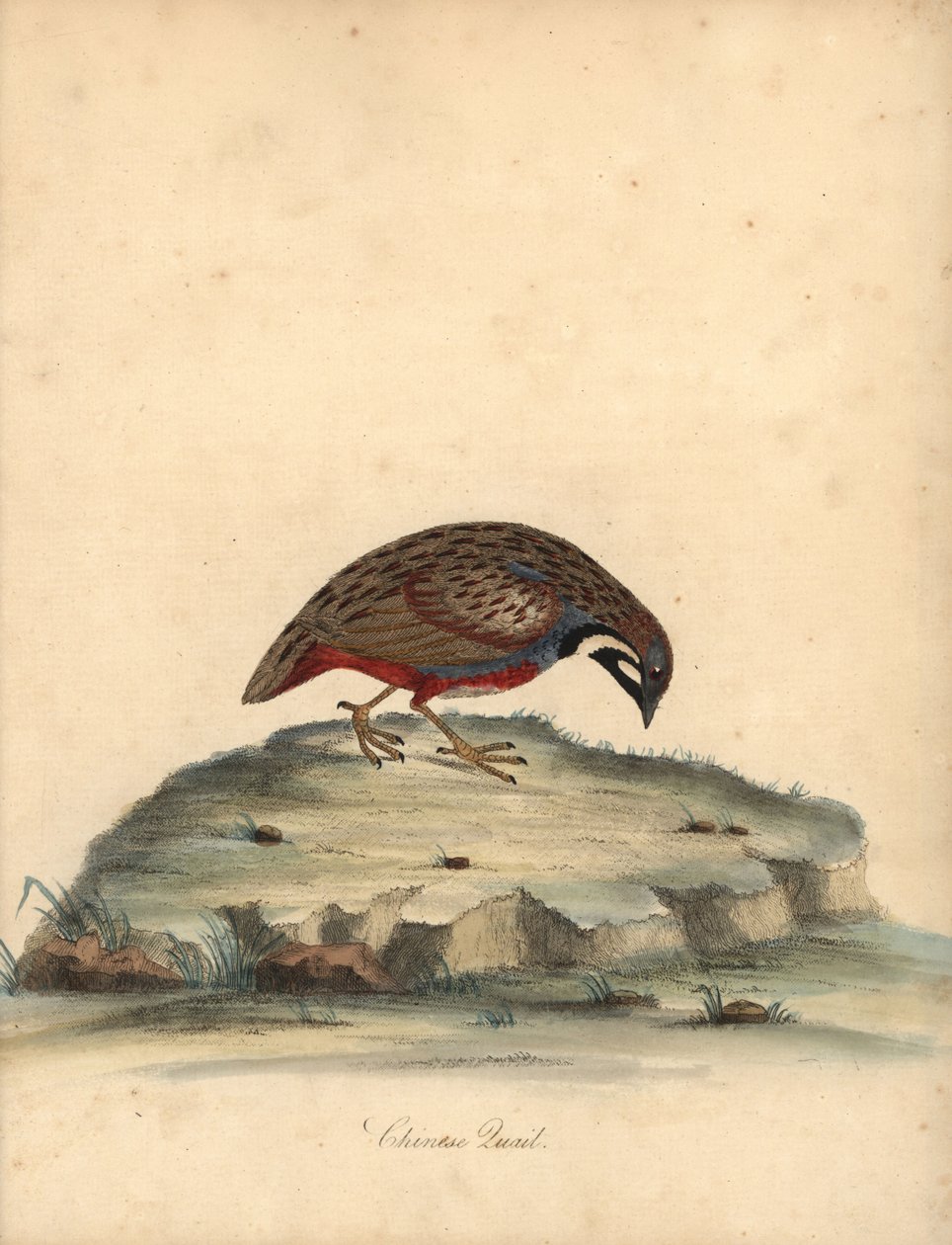 Blue Breasted Quail, Coturnix Chinensis. Handcoloured Copperplate Engraving from Portraits of Rare and Curious Birds from the Menagery of Osterly Park by William Hayes