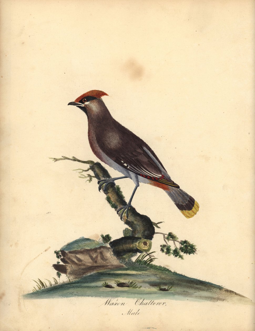 Bohemian Waxwing, Bombycilla Garrulus. Handcoloured Copperplate Engraving of an Illustration by Ann Hayes from William Hayes
