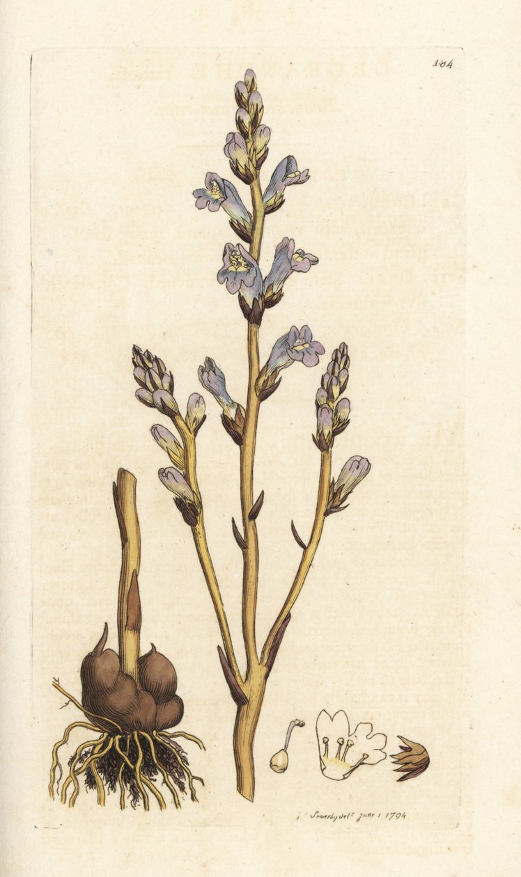 Branched broomrapse, Orobanche ramosa. Handcoloured copperplate engraving by James Sowerby from James Smith
