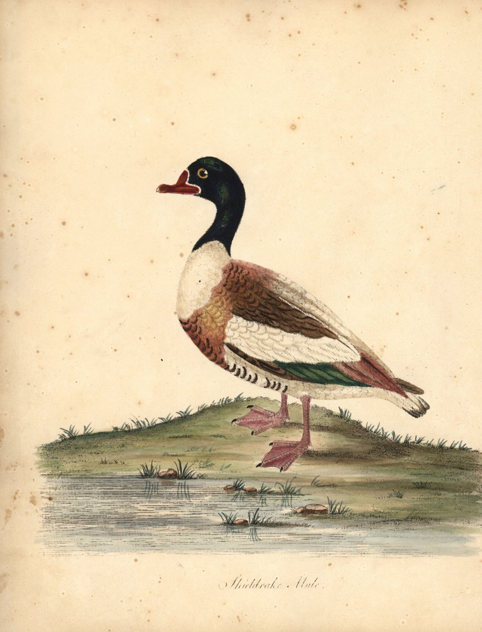 Common Shelduck, Tadorna Tadorna. Handcoloured Copperplate Engraving of an Illustration by William Hayes from Portraits of Rare and Curious Birds from the Menagery of Osterly Park by William Hayes
