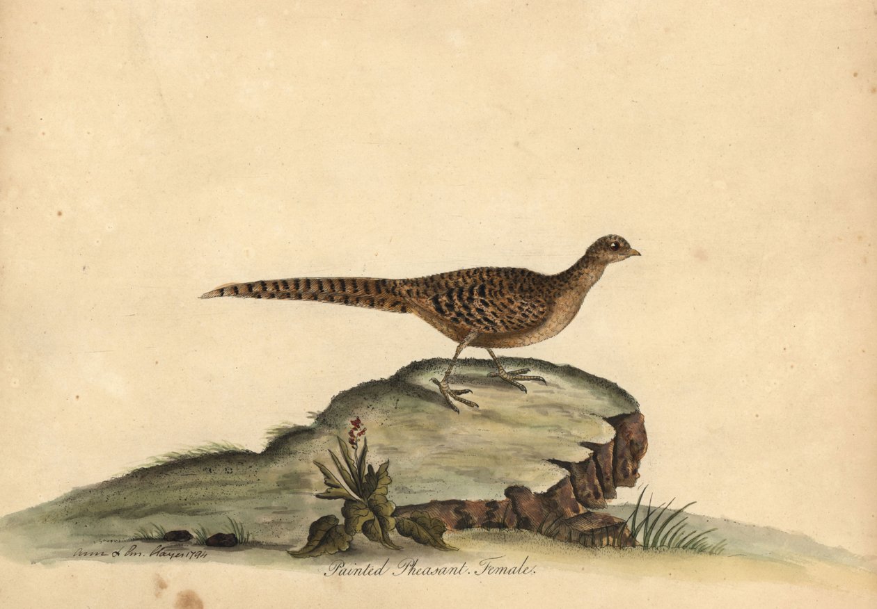 Golden or Chinese Pheasant, Chrysolophus pictus, Female. Handcoloured Copperplate Engraving of an Illustration by Ann and Emily Hayes from William Hayes