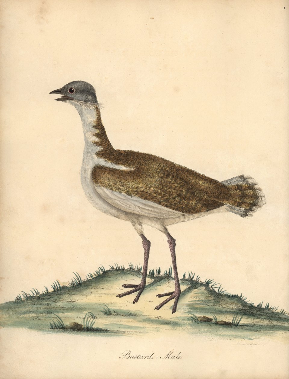 Great Bustard, Otis tarda, Male. Vulnerable. Handcoloured Copperplate Engraving of an Illustration by William Hayes from 