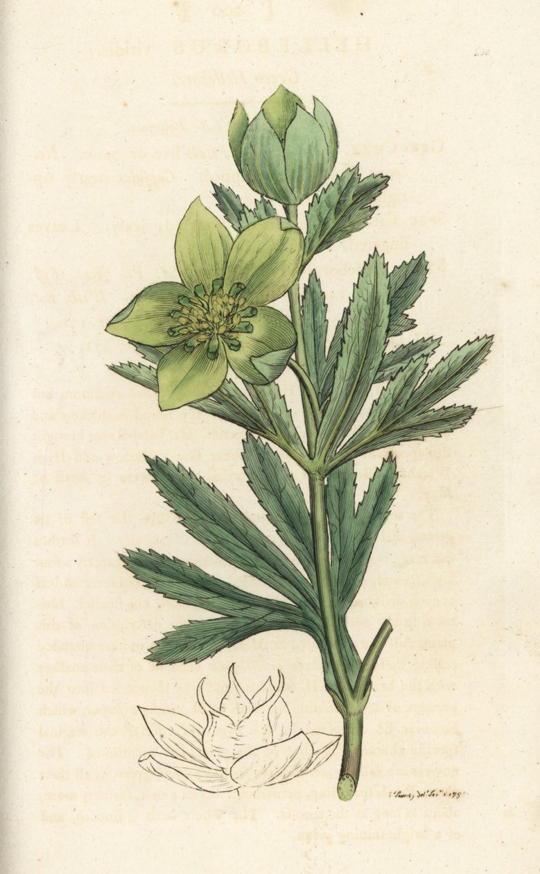 Green Hellebore, Helleborus Viridis by William Hayes