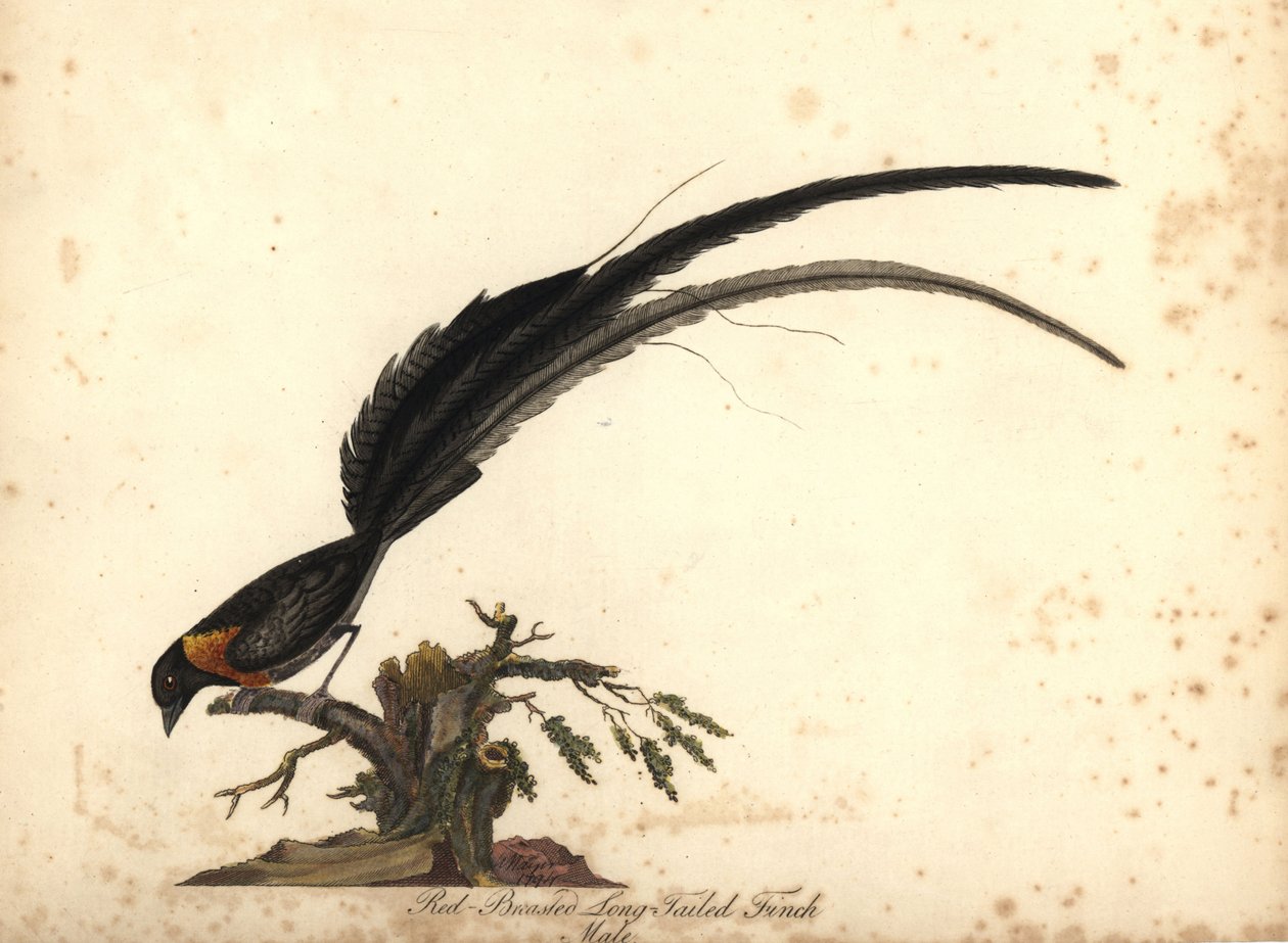 Long-tailed Paradise Whydah, Vidua paradisaea, Male. Handcoloured Copperplate Engraving of an Illustration by William Hayes from Portraits of Rare and Curious Birds from the Menagery of Osterly Park by William Hayes