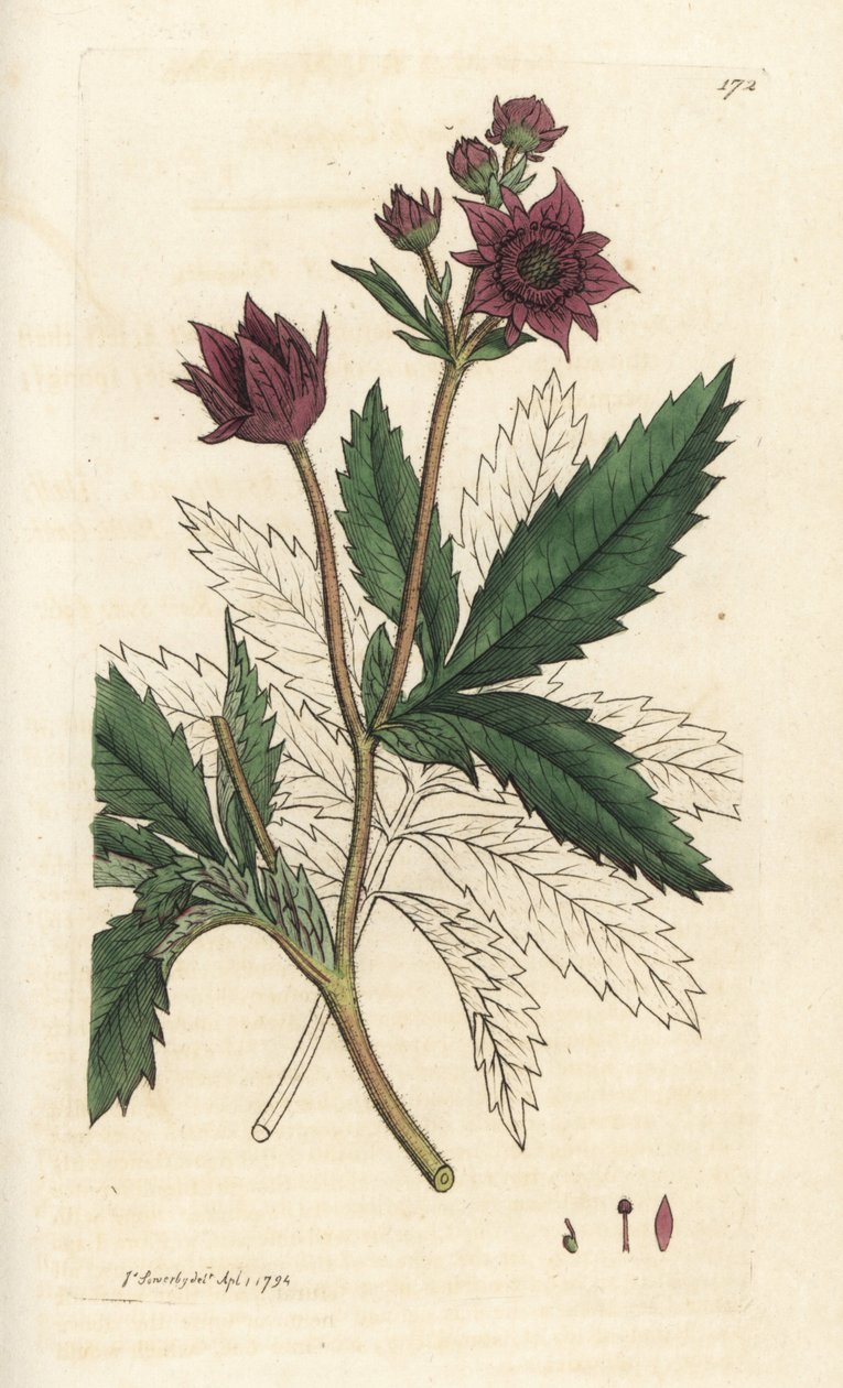 Marsh cinquefoil, Comarum marsh. Handcoloured copperplate engraving by James Sowerby from James Smith