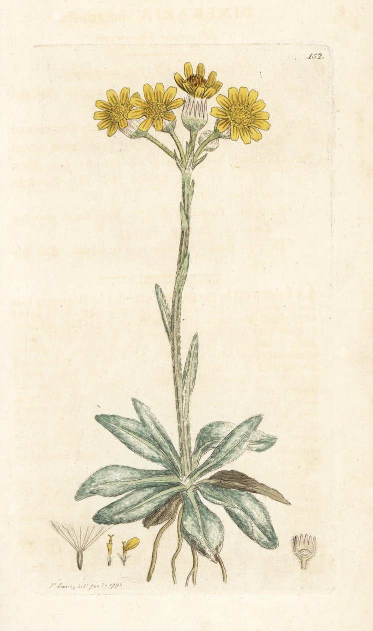 Mountain Fleawort, Tephroseris Integrifolia by William Hayes
