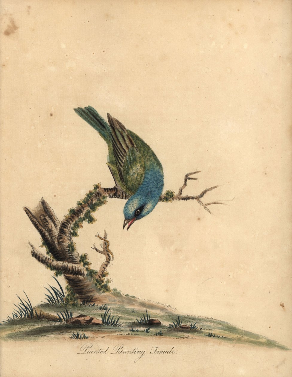Painted Bunting, Passerina ciris, Female. Near Threatened. Handcoloured Copperplate Engraving of an Illustration by William Hayes from 