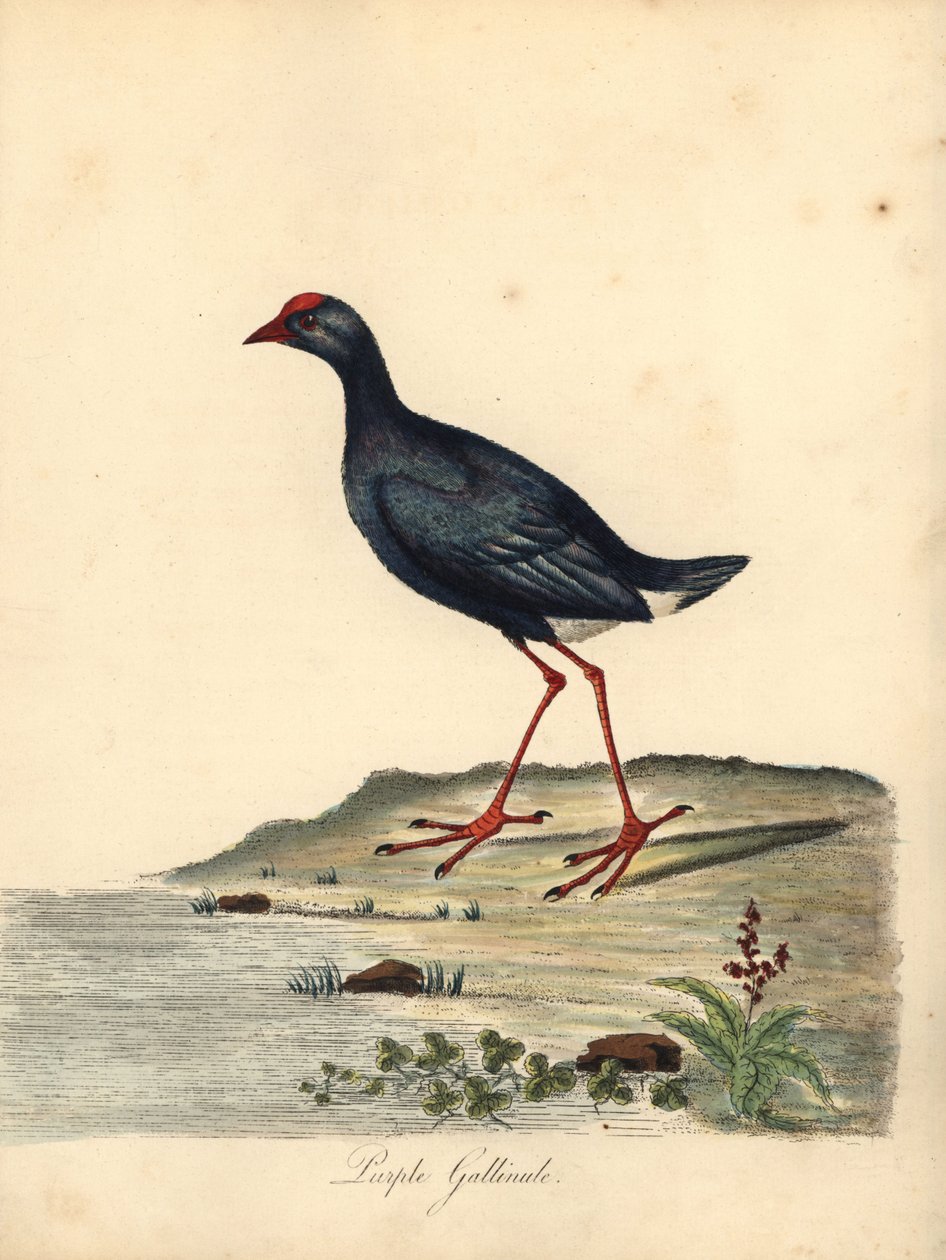 Purple swamphen, Porphyrio porphyrio (Purple gallinule, Fulica porphyrio) by William Hayes