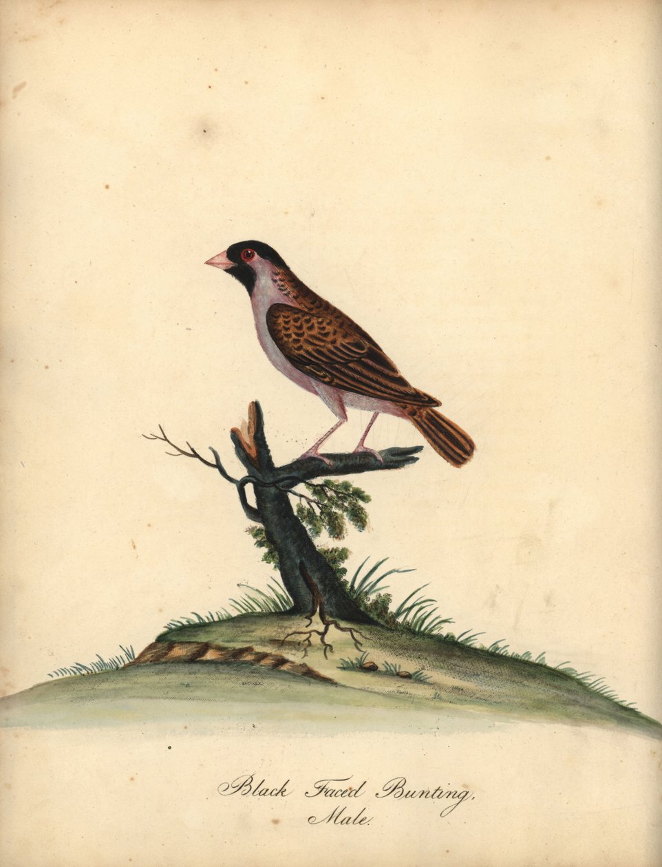Red-Billed Quelea, Quelea Quelea, Male. Handcoloured Copperplate Engraving of an Illustration by William Hayes from Portraits of Rare and Curious Birds from the Menagery of Osterly Park by William Hayes