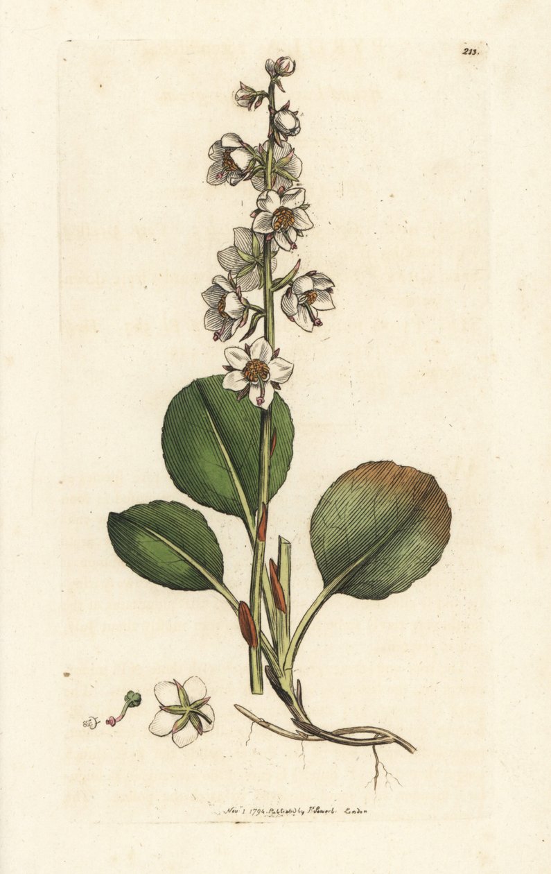 Round-leaved Wintergreen, Pyrola rotundifolia by William Hayes