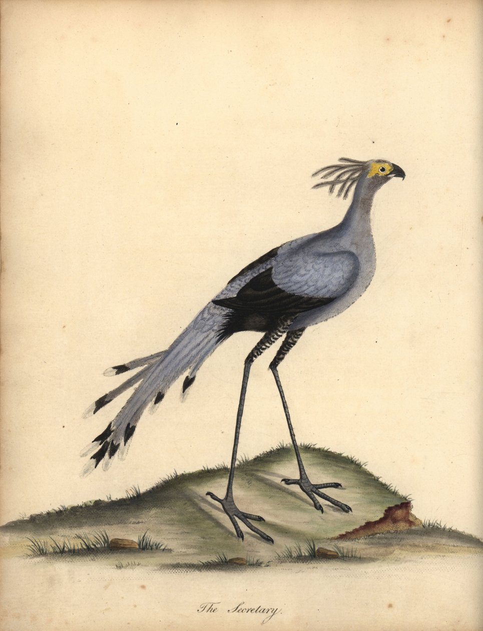 Secretarybird, Sagittarius Serpentarius. Handcoloured Copperplate Engraving of an Illustration by William Hayes from Portraits of Rare and Curious Birds from the Menagery of Osterly Park by William Hayes