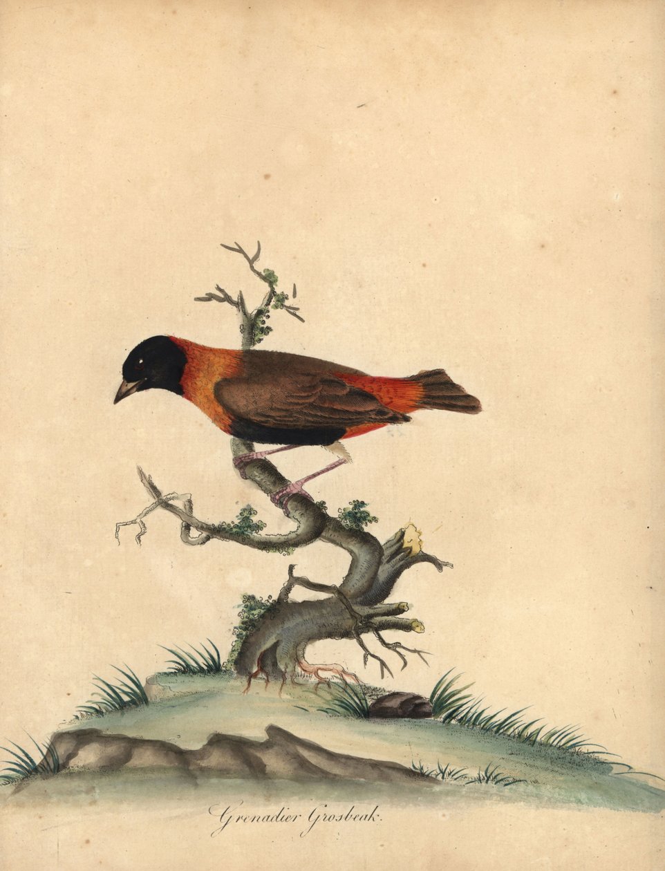 Southern Red Bishop, Euplectes Orix. Handcoloured Copperplate Engraving of an Illustration by William Hayes from Portraits of Rare and Curious Birds from the Menagery of Osterly Park by William Hayes