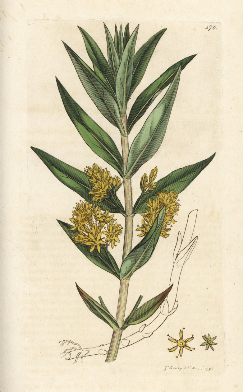 Tufted Loosestrife, Lysimachia Thyrsiflora by William Hayes