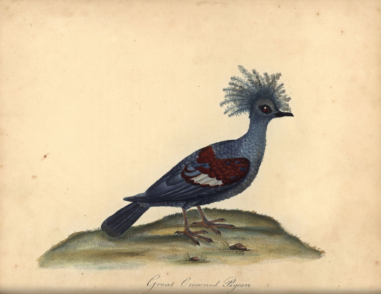 Western crowned pigeon, Goura cristata. Handcoloured copperplate engraving of an illustration by William Hayes from Portraits of Rare and Curious Birds from the Menagery of Osterly Park, London by William Hayes