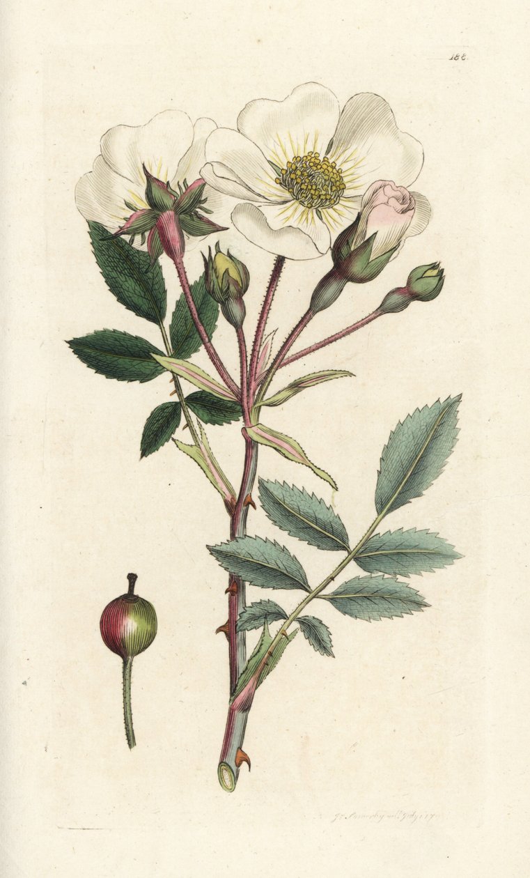White dog-rose, Rosa arvensis. Handcoloured copperplate engraving by James Sowerby from James Smith