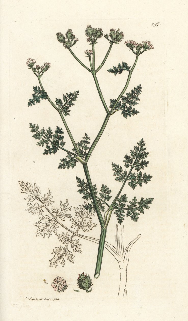 White Lace Flower, Orlaya Grandiflora by William Hayes