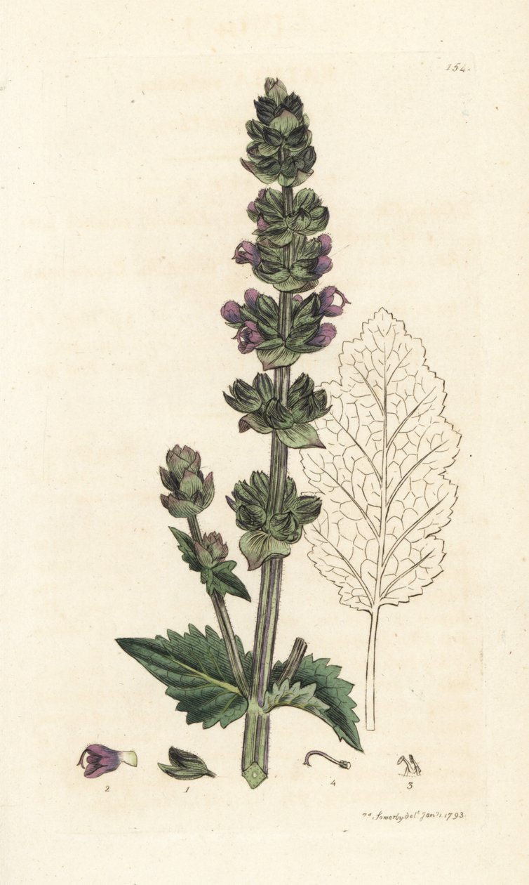 Wild English Clary, Salvia Verbenaca. Handcoloured Copperplate Engraving by James Sowerby from James Smith