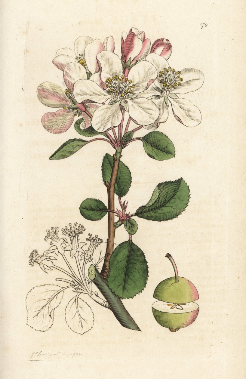 Wild Apple or Crabtree, Malus Domestica by William Hayes