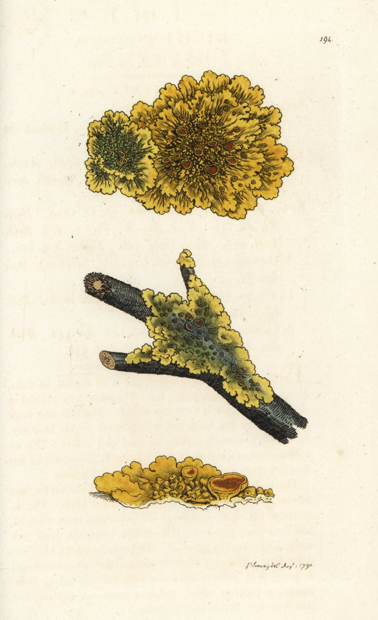 Yellow wall lichen, Lichen parietinus. Handcoloured copperplate engraving by James Sowerby from James Smith