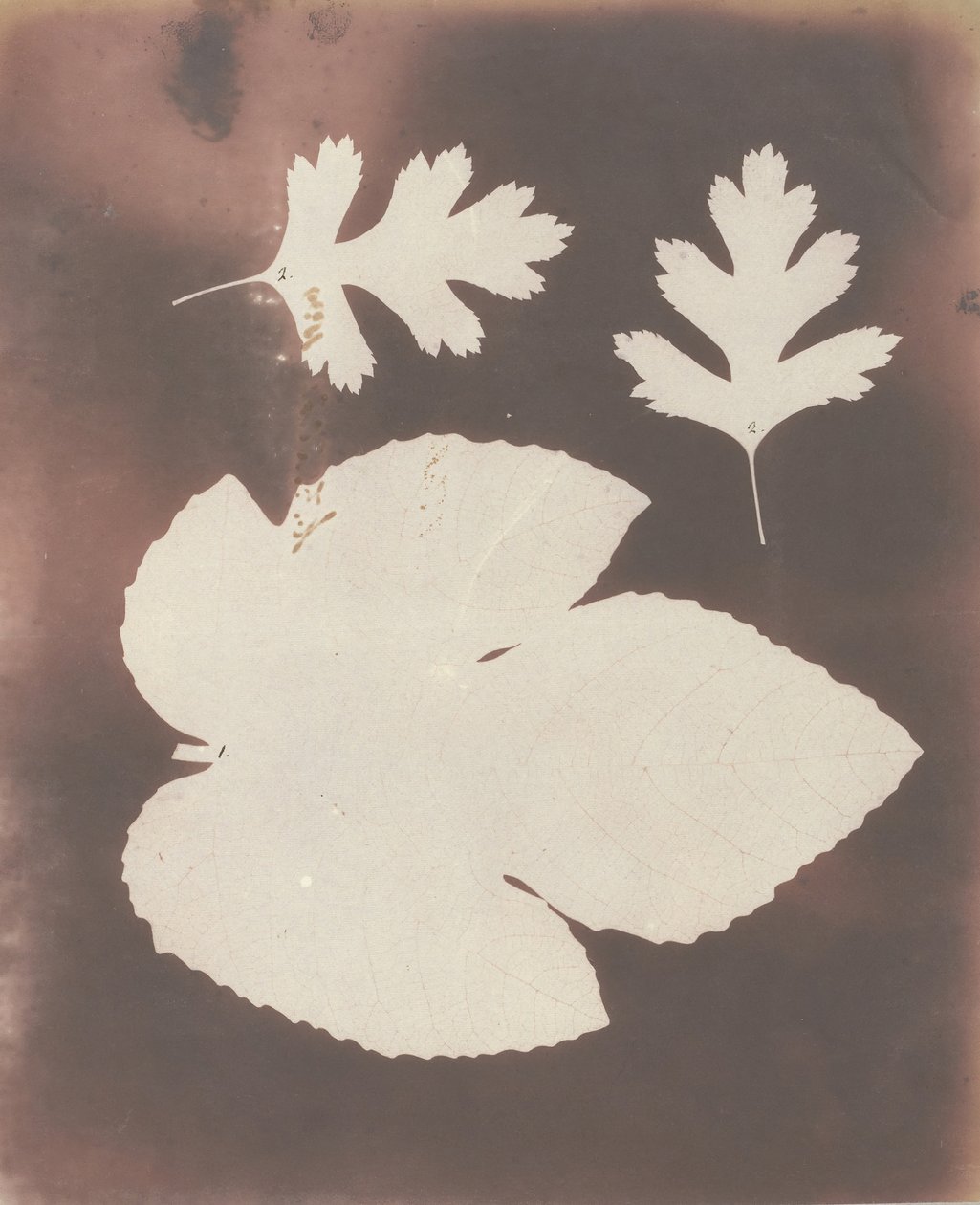 1. Fig Leaf. 2. White Thorn Leaf, 1839 by William Henry Fox Talbot