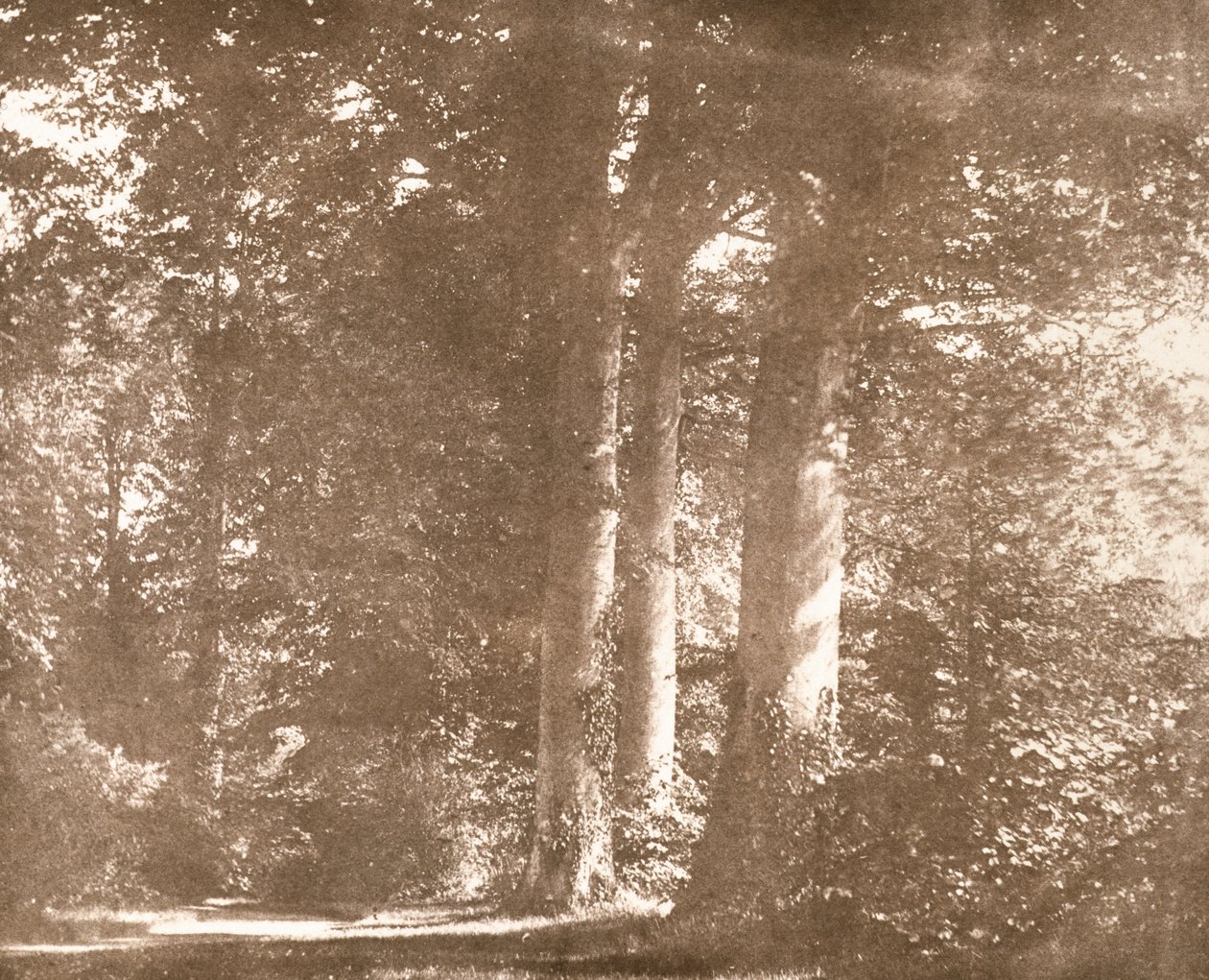 Beech Trees, Lacock Abbey, c.1844 by William Henry Fox Talbot