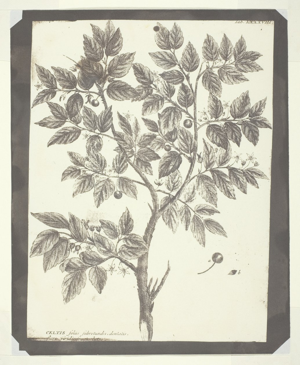 Copy of Botanical Engraving of "Celtis" by William Henry Fox Talbot