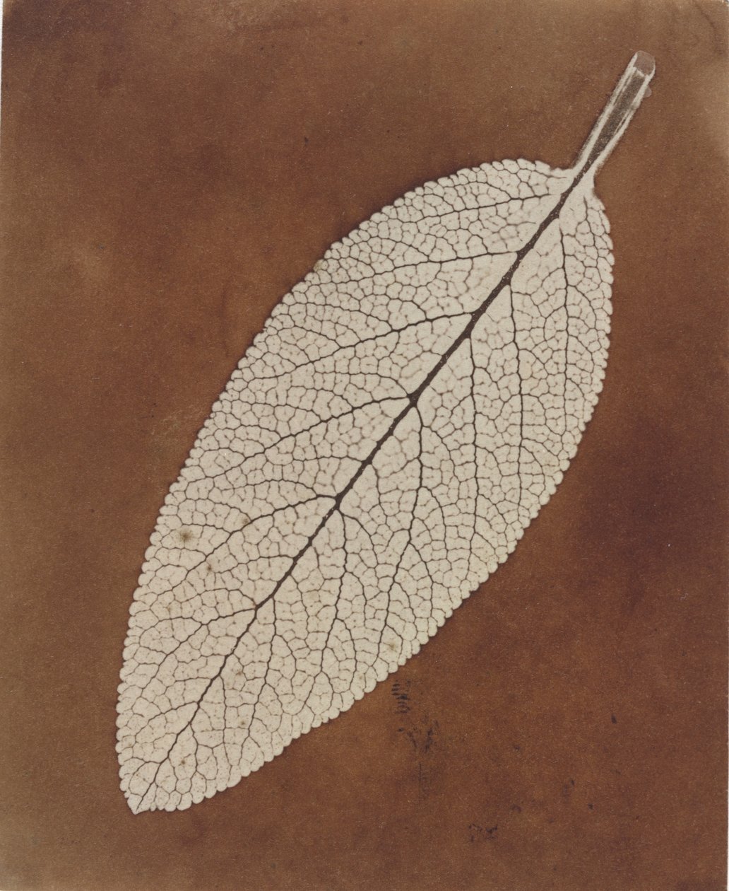 Leaf Study, 1839/1840 by William Henry Fox Talbot