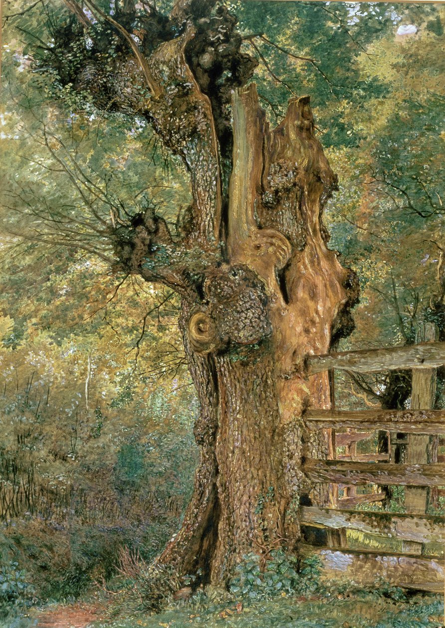 Pollard Elm on the Edge of the Village Pound by William Henry Hunt