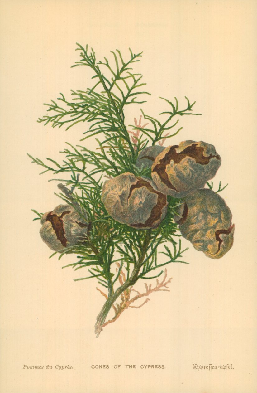 Cones of the Cypress by William Henry James (after) Boot