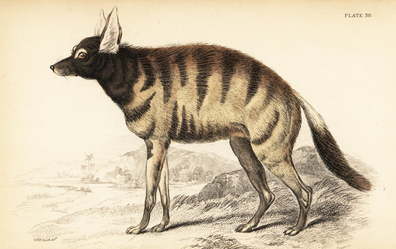 Aardwolf, Proteles cristata by William Home Lizars